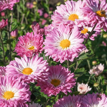 Leucanthemum Shasta Flower Seeds for Planting, Red White, 100 pcs