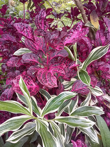 Purple Iresine Planting Seeds for Garden NON GMO Seeds