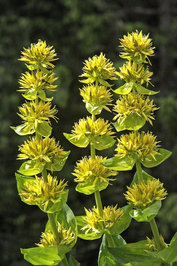 Yellow Gentian Flower Seeds for Planting - NON GMO Seeds