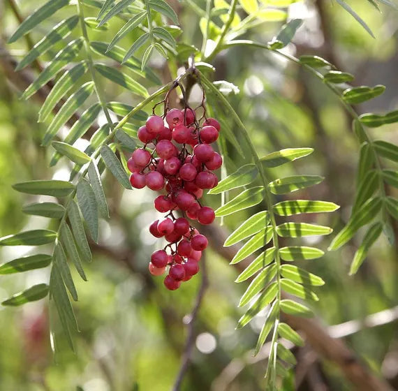 Schinus molle pink pepper tree fruit seeds