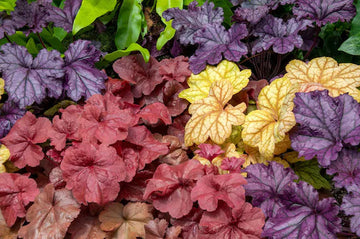 Mixed Heuchera Coral Flower Seeds for Planting - Heirloom, NON-GMO Seeds - Vibrant Garden Blooms