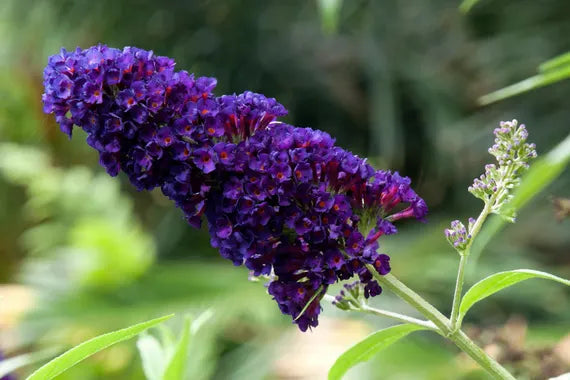 Purple Buddleja Plant Seeds for Planting - NON GMO Seeds for planting in your garden.