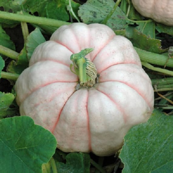 Pink Porcelain Pumpkin Cucurbita spp. seeds for garden planting