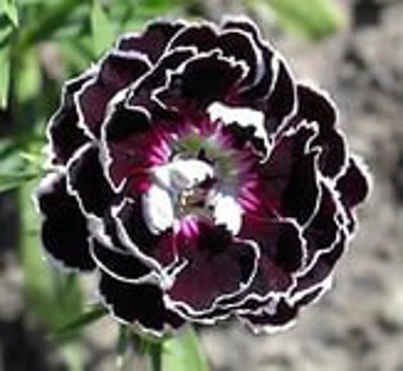 Dianthus Chianti Clove Flower Seeds for Planting - NON GMO Seeds seeds for planting in home garden