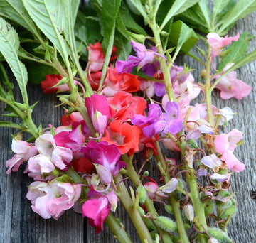 Heirloom Non-GMO Mixed Balsam Flower Seeds – Bright, Colorful Blooms for Garden Planting