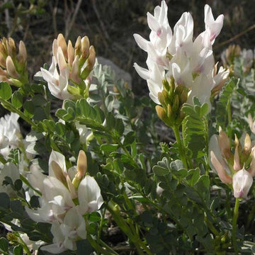 Organic Heirloom Non-GMO Astragalus Seeds for Planting – White Garden Blooms