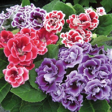 Mixed Pelleted Flower Seeds for Colorful Gardens - 100 Pcs pcs