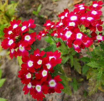 Verbena Flower Seeds Red for Planting – Heirloom, Non-GMO, Organic