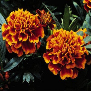 Heirloom Non-GMO Russian Marigold Flower Seeds for Planting – Bright Hardy Blooms for Garden Borders