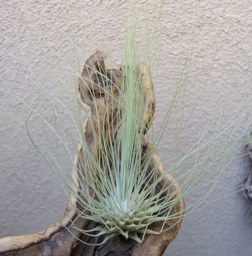 Tillandsia Fuchsii Plant Seeds for Air Plant Lovers - 100 Pcs pcs