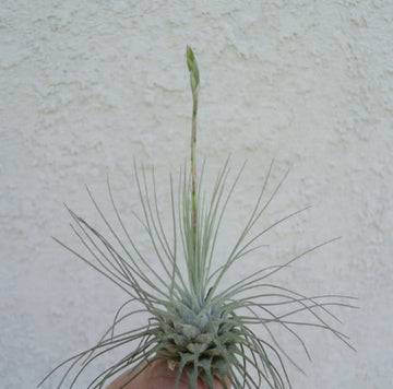 Tillandsia Fuchsii Plant Seeds for Air Plant Lovers - 100 Pcs pcs