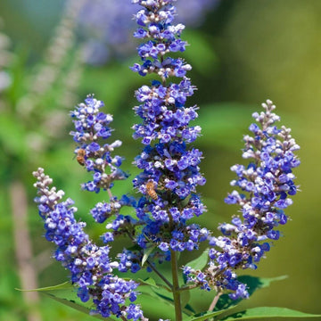 Chasteberry Flower Seeds for Planting - Heirloom, Non-GMO Seeds for Home Garden