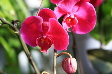 Red Phalaenopsis Orchid Flower Seeds – Heirloom, Non-GMO, Striking Blooms for Garden Planting