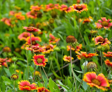 Gaillardia Pulchella Flower Seeds for Planting – Heirloom, Non-GMO, Vibrant Drought-Tolerant Blooms