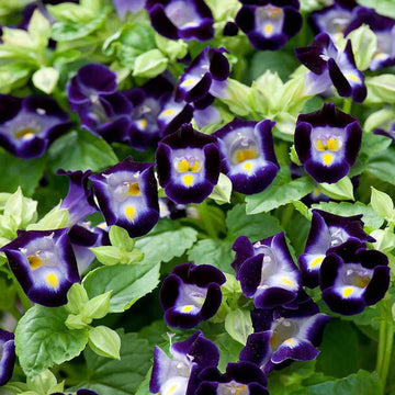 Organic Heirloom Non-GMO Deep Blue Torenia Seeds for Planting – Garden Blooms