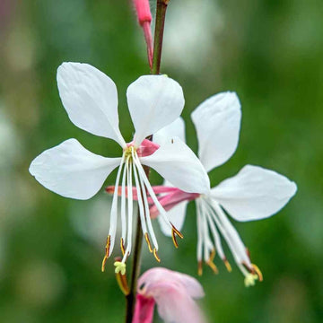Heirloom Gaura Lindheimeri Flower Seeds, Non-GMO Delicate White Blooms for Garden Planting