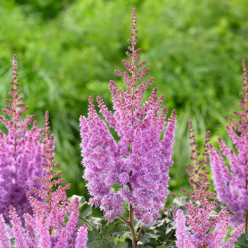 Purple Astilbe Flower Seeds – Heirloom Non-GMO for Garden Planting