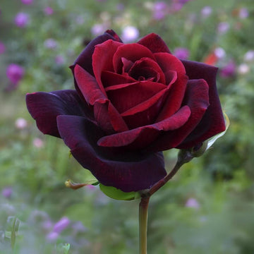 Black Maroon Rose Heirloom Non-GMO Seeds for Garden Planting