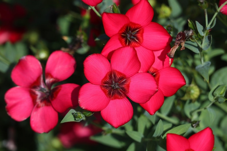 Heirloom Grandiflorum Flower Seeds, Non-GMO Vibrant Blooms for Colorful Garden Planting for planting in home garden