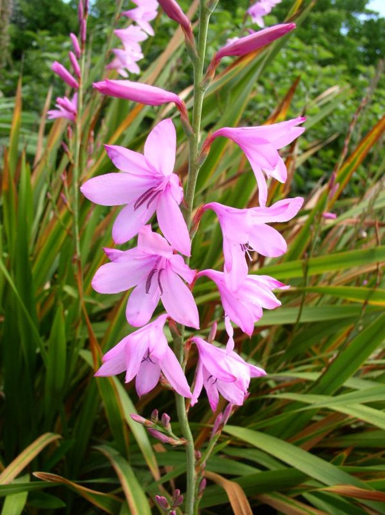 Watsonia Borbonica Flower Seeds for Planting, Heirloom, Non-GMO for planting in home garden