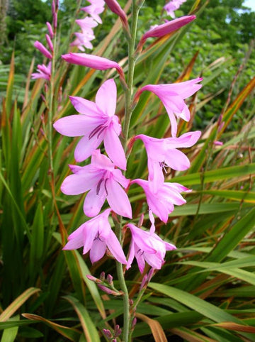 Watsonia Borbonica Flower Seeds for Planting, Heirloom, Non-GMO