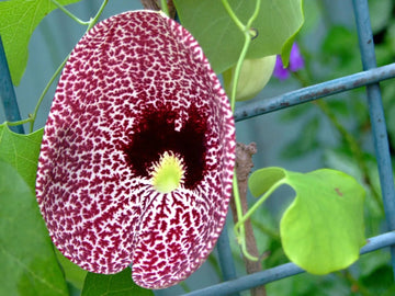 Heirloom Non-GMO Aristolochia Elegans Flower Seeds for Planting – Exotic Vine Blooms