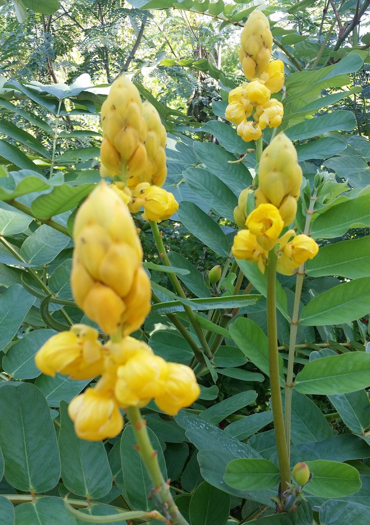 Heirloom Cassia Alata Flower Seeds – Non-GMO Seeds for Medicinal and Ornamental Garden Planting - Cassia for planting in home garden