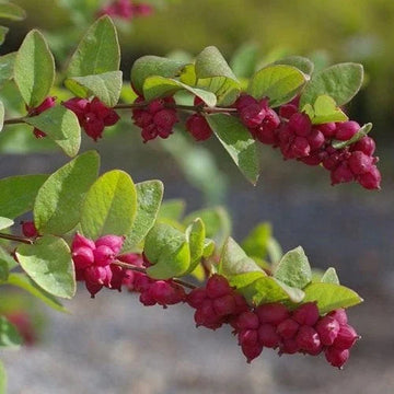 Rare Coralberry Symphoricarpos Orbiculatus Seeds for Garden Enthusiasts 100 Pcs pcs