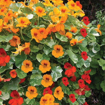 Heirloom Nasturtium Jewel Seeds – Non-GMO Flower Seeds for Planting