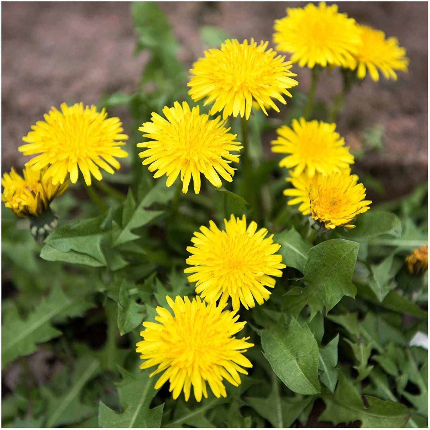 Dandelion Flower Seeds for Planting - 100 pcs - Flower for planting in home garden
