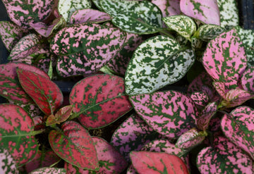 Pink Green Hypoestes Splash Flower Seeds for Planting - NON GMO Seeds