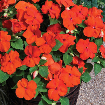 Walleriana Flower Seeds for Planting - 100 pcs