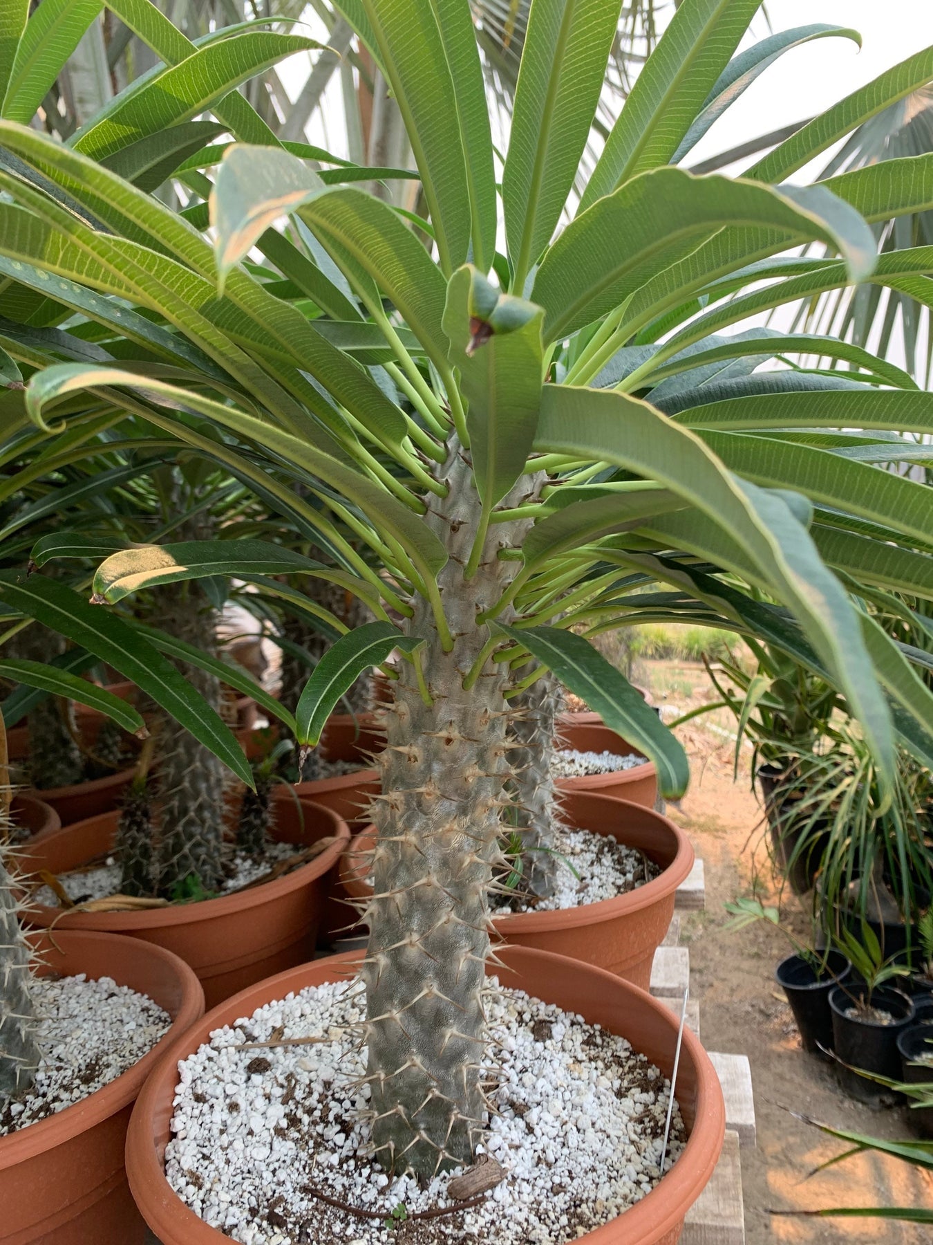 White Pachypodium Lamerei Plant Seeds for Planting, 100 pcs for planting in your garden.