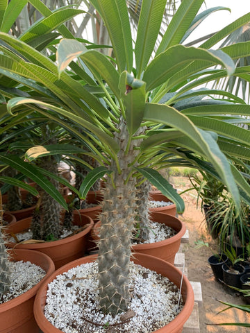 White Pachypodium Lamerei Plant Seeds for Planting, 100 pcs