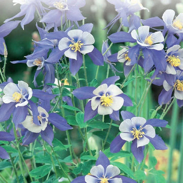 Columbine Flower Seeds for Planting 100 pcs