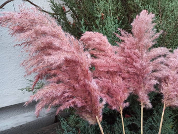 Peach Pampas Grass Seed