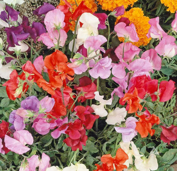 Heirloom Non-GMO Sweet Pea Knee Flower Seeds for Planting – Fragrant Climbing Blooms