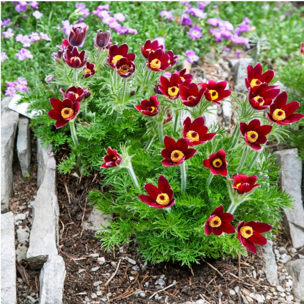 Heirloom Non-GMO Red Anemone Pulsatilla Flower Seeds for Planting – Bright Perennial Garden Seeds - Non-GMO for planting in home garden