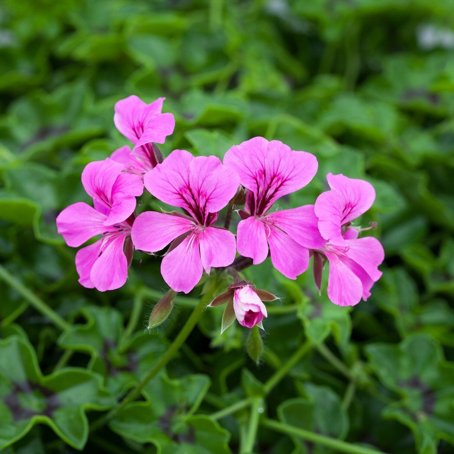 Purple Tornado Geranium Heirloom Non-GMO Flower Seeds for Planting for planting in your garden.