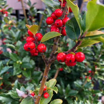 Heirloom Non-GMO Canna Flower Seeds for Planting – Tropical Bold Garden Blooms