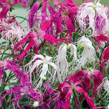 Heirloom Dianthus Spooky Seeds – Non-GMO Flower Seeds for Planting