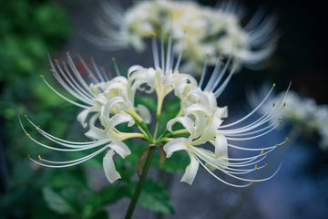 Heirloom Non-GMO Lycoris Radiata Flower Seeds for Planting – Red Spider Lily Perennial Blooms