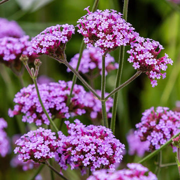 Organic Violet Verbena Plant Seeds for Planting ƒ?? Heirloom, Non-GMO Garden Seeds