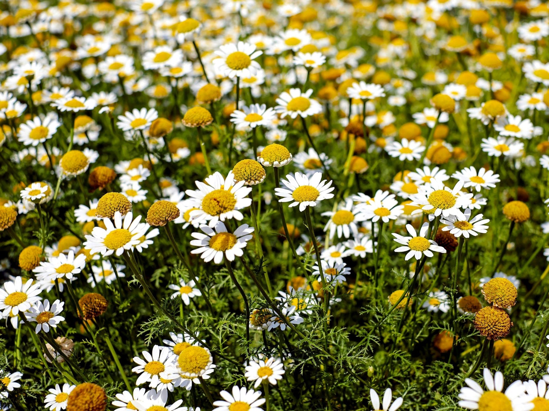 Chamaemelum Flower Seeds for Planting, 100 pcs seeds for planting in home garden