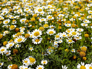 Chamaemelum Flower Seeds for Planting, 100 pcs