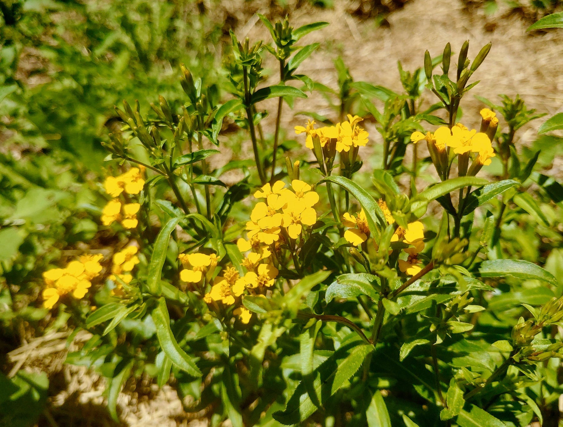 Tagetes Lucida Flower Seeds – Heirloom Non-GMO Seeds for Fragrant and Medicinal Garden Planting for planting in your garden.
