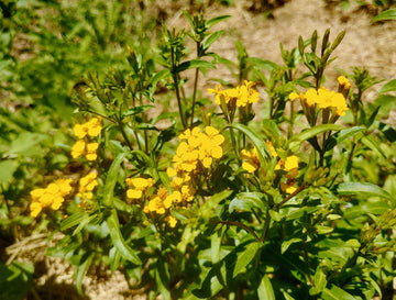 Tagetes Lucida Flower Seeds – Heirloom Non-GMO Seeds for Fragrant and Medicinal Garden Planting