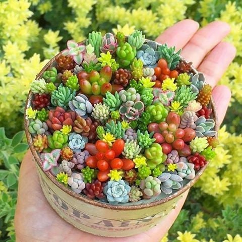 Mixed Schoenlandii Cereiformis Plant Seeds for Planting - 100 pcs for planting in your garden.