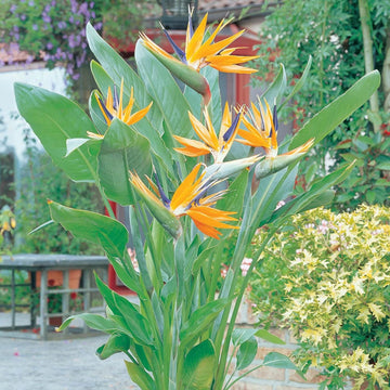 Heirloom Non-GMO Yellow Blue Strelitzia Reginae Flower Seeds for Planting – Bird of Paradise Seeds