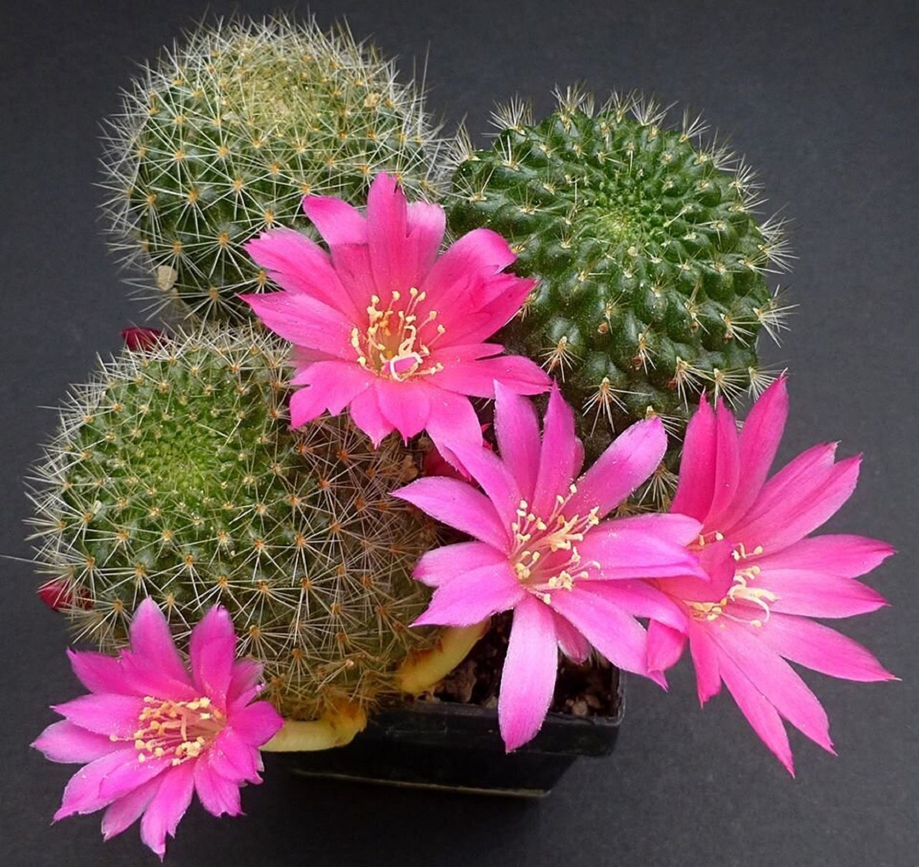 Heirloom Non-GMO Pink Rebutia Violaciflora Flower Seeds for Planting – Rare Cactus Blooming Seeds for planting in your garden.